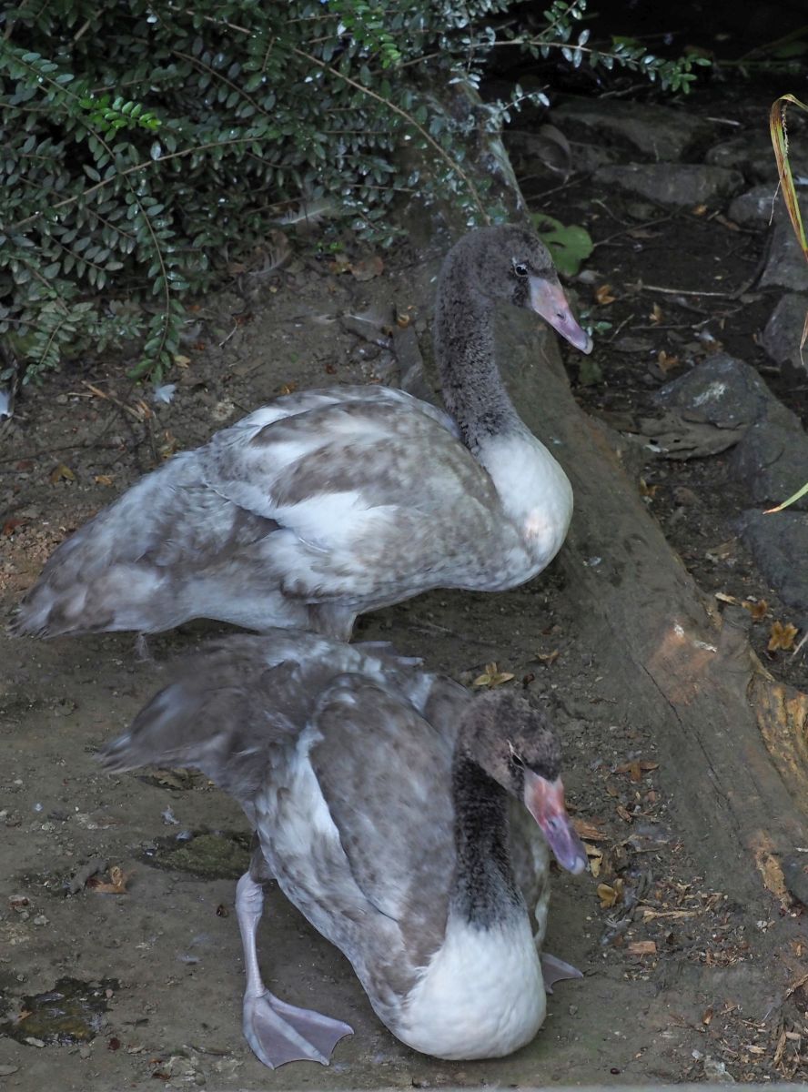 1740511424Bild 63 Schwarzhalzschwan.JPG